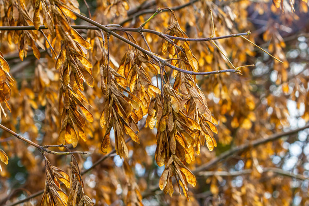 Gele esdoorn zaden tegen de blauwe lucht. Een Macro. Maple takken met gouden zaden op een heldere zonnige dag. Een close-up. Vroeg voorjaar concept. Heldere prachtige natuur achtergrond. - Foto, afbeelding