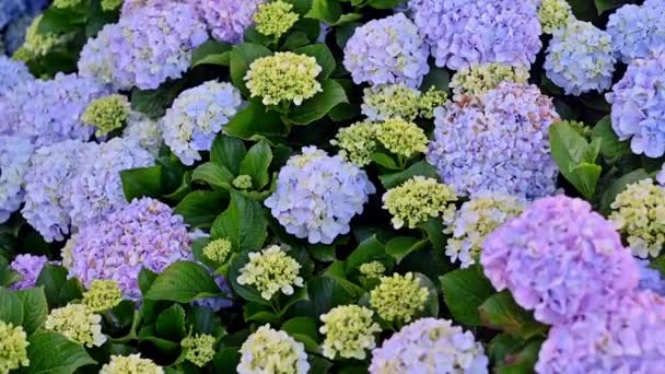 Colorful hydrangea flower shot up close - Footage, Video