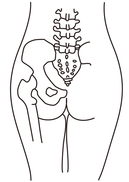 Dibujo estructural de la cintura y las nalgas del cuerpo humano visto desde atrás - Vector, Imagen