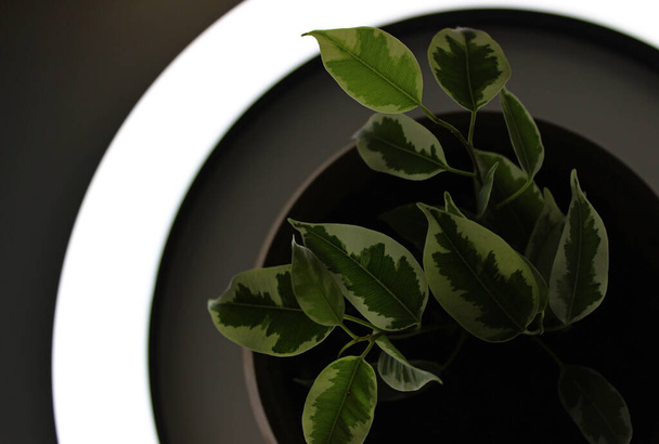 Κλάδος Ficus Elastica με διαυγή φύλλα στο φως από το λαμπτήρα δακτυλίου - Φωτογραφία, εικόνα