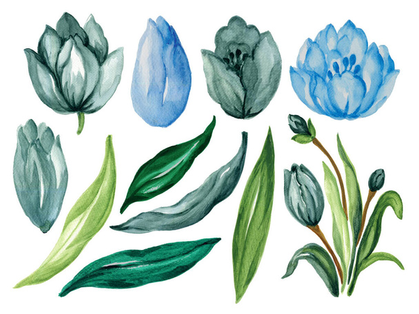 Akvarel ilustrace Tulipány Botanické listí sbírka Sada divoké a zahradní a abstraktní listy prvky uspořádání ručně malované na bílém pozadí - Fotografie, Obrázek