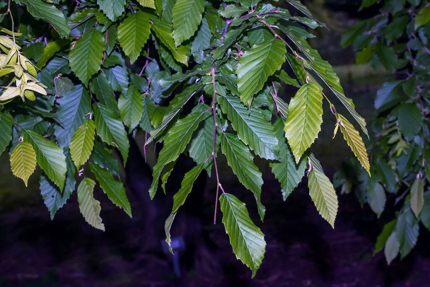 Carpinus betulus close-up. Hornbeam leaves in spring. - Photo, Image