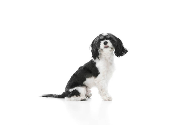 Beyaz-siyah kürklü, beyaz stüdyo arka planında oturan saf Shi-tzu köpeğinin yan görünümü. Hayvan sevenler, dostluk, evcil hayat, veterinerlik kavramı.. - Fotoğraf, Görsel