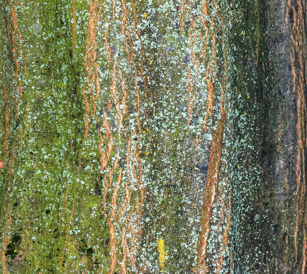 Carpinus betulus, the European or common hornbeam tree trunk. Hornbeam bark. Texture. Background. - Photo, Image