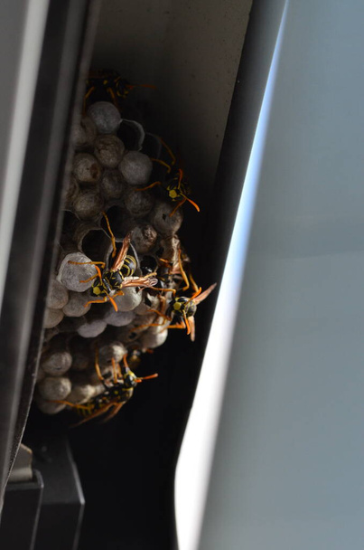 French wasp, Polistes dominula, wasp's nest in the window - Photo, Image