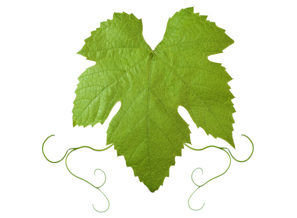 Виноградные листья
 - Фото, изображение