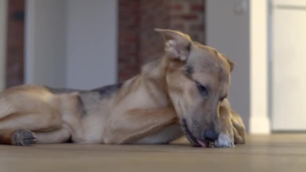 Ένας σκύλος τρώει ένα κόκκαλο στο πάτωμα. - Πλάνα, βίντεο