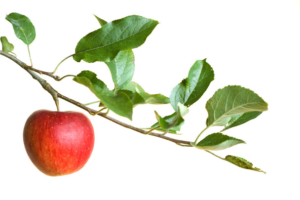 Jablko na větvi - Fotografie, Obrázek