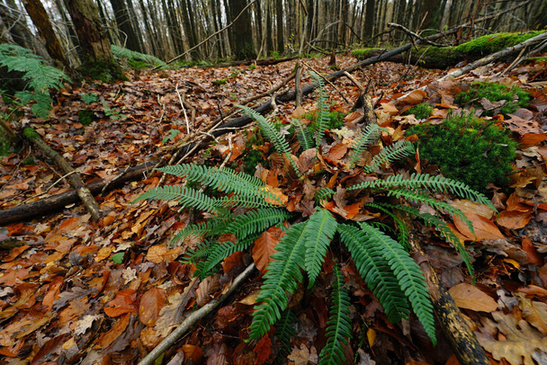 Natürliche Nahaufnahme auf europäischem Hartfarn, Blchnum-Gewürz im Wald - Foto, Bild