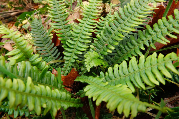 Natural closeup on a fresh looking evergreen European hard fern, Belchnum spicant - Photo, Image