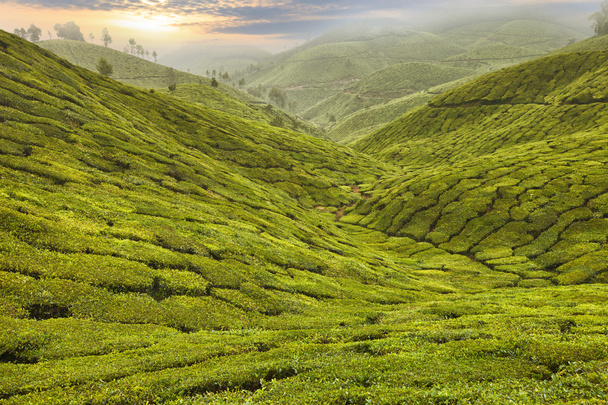 Herbata Plantation w Azji - Zdjęcie, obraz