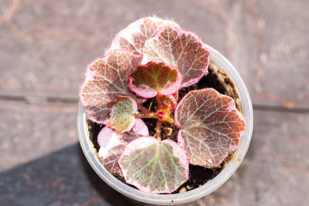Saxifraga stolonifera tricolor, strawberry Geranium variegated House plant collection - Photo, Image