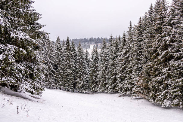Primera caminata de invierno por el bosque turingio cubierto de nieve cerca de Tambach-Dietharz - Turingia - Alemania - Foto, Imagen