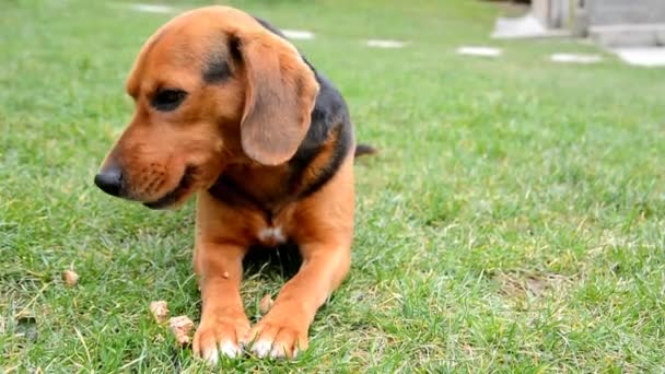 Lindo Beagle muerde juguete pequeño
 - Metraje, vídeo