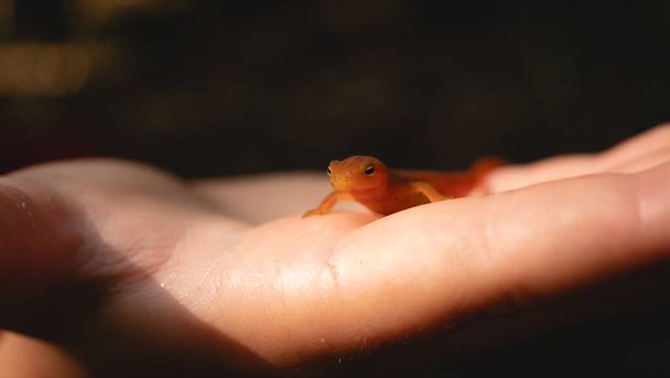 Salamandra naranja en las manos de un niño con tonos cálidos - Foto, imagen