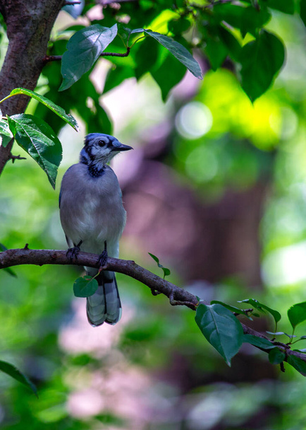 Ihaile elävää eleganssia, jolla Blue Jay (Cyanocitta cristata) koristelee Pohjois-Amerikan metsiä. Sen silmiinpistävä sininen plumage ja erottuva harjanne, tämä karismaattinen lintu lisää värin ja luonteen luonnolliseen elinympäristöönsä.. - Valokuva, kuva