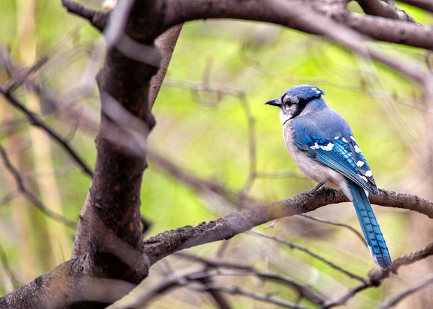 Admire the vivid elegance of the Blue Jay (Cyanocitta cristata) gracing the woodlands of North America. With its striking blue plumage and distinctive crest, this charismatic bird adds a burst of color and character to its natural habitat. - Photo, Image