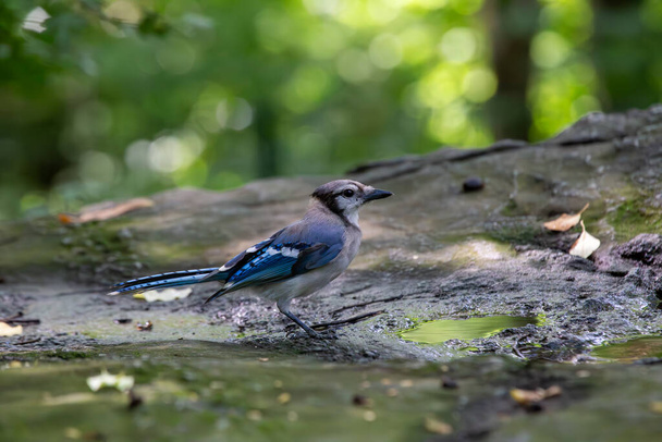 Ammira la vivida eleganza del Blue Jay (Cyanocitta cristata) che abbellisce i boschi del Nord America. Con il suo sorprendente piumaggio blu e la sua cresta distintiva, questo uccello carismatico aggiunge un'esplosione di colore e carattere al suo habitat naturale.. - Foto, immagini