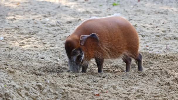 Red river hog, Potamochoerus porcus, also known as the bush pig. This pig has an acute sense of smell to locate food underground. - Footage, Video