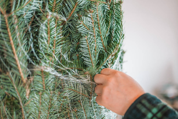 クリスマスツリーの荷造り。 クリスマスツリーの包装網を切る. 緑色の白いシャツの男は包装網を切りました. お祝いの儀式について. - 写真・画像