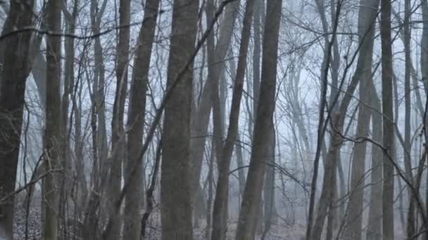 Sníh. Pomalu padající sníh na tmavé kmeny stromů pozadí.Zimní sněhové počasí. Stromy a větve ve ve sněhu. Záběry 4k - Záběry, video