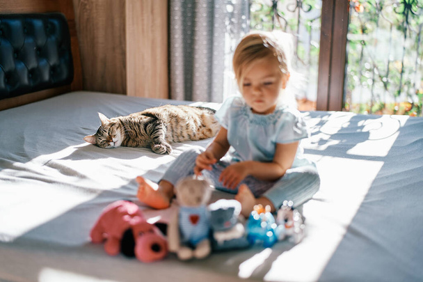 Striped cat lies on a bed and looks at a little girl with plush toys in front of her. High quality photo - Photo, Image