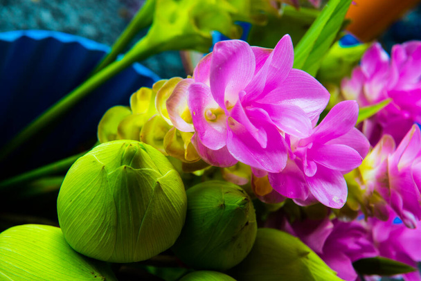 Siam tulip or Zingiberaceae on sale stand, Thailand - Photo, Image