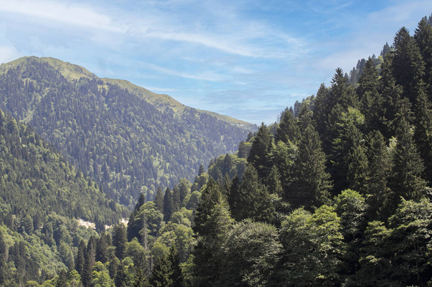 Metsän peittämä vuoristoalue. Mustanmeren metsät. Laukaus Rize Turkissa - Valokuva, kuva