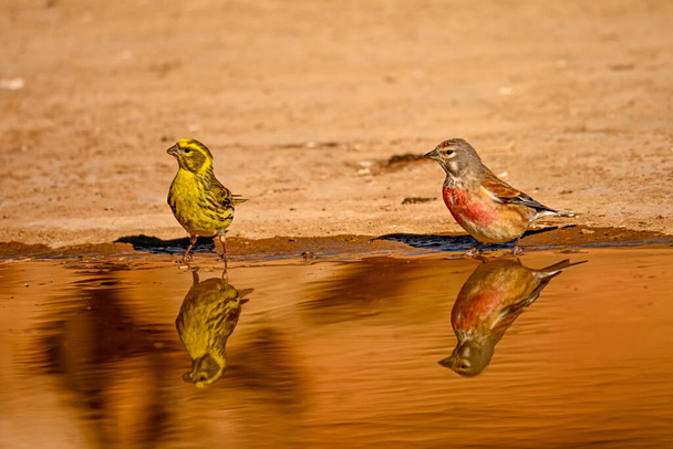 Linnet or Linaria cannabina, reflected in the golden spring - Photo, Image