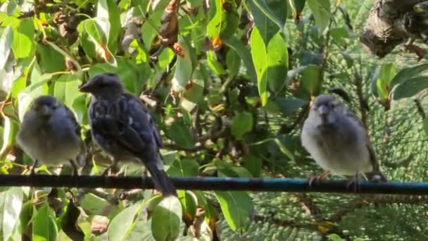 El comportamiento de los polluelos gorriones sentados en una percha en un jardín de verano. Primer plano - Metraje, vídeo