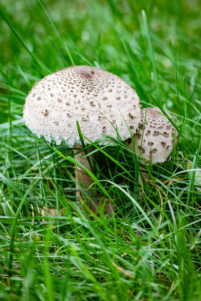 Macrolepiota procera, parasol mushroom among green grass, basidiomycete fungus with a large, prominent fruiting body resembling a parasol. It is a fairly common species on well-drained soils, vertical - Photo, Image