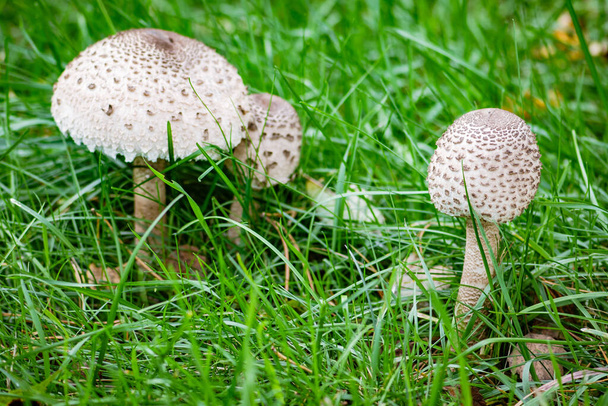 Macrolepiota procera, parasol mushroom among green grass, basidiomycete fungus with a large, prominent fruiting body resembling a parasol. It is a fairly common species on well-drained soils - Photo, Image