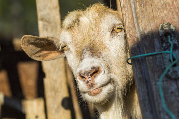 Goat portrait with natural background - 写真・画像
