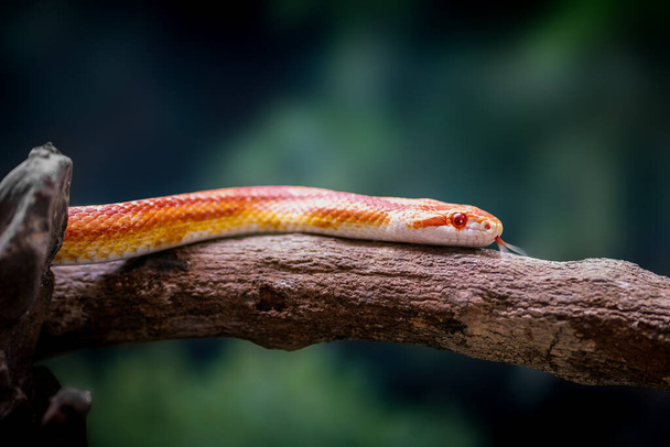 Serpente di mais arancione fluorescente (Pantherophis guttatus) - Foto, immagini