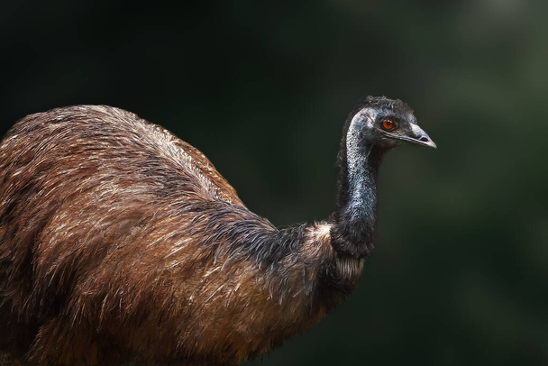 Emu (Dromaius novaehollandiae) - австралійський птах без літаків - Фото, зображення