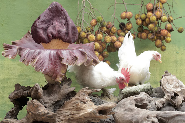 Петух и курица охотятся на термитов в гнилом стволе дерева, заросшем вонючими лилиями. Животные, выращиваемые для мяса, имеют научное название Gallus gallus domesticus. - Фото, изображение