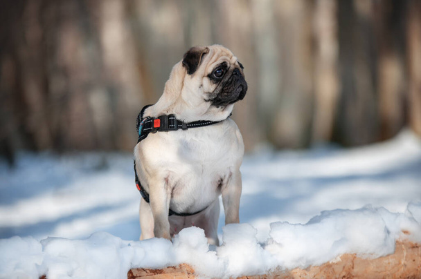Pug dog portrait in forest. Winter dog.  - Photo, Image