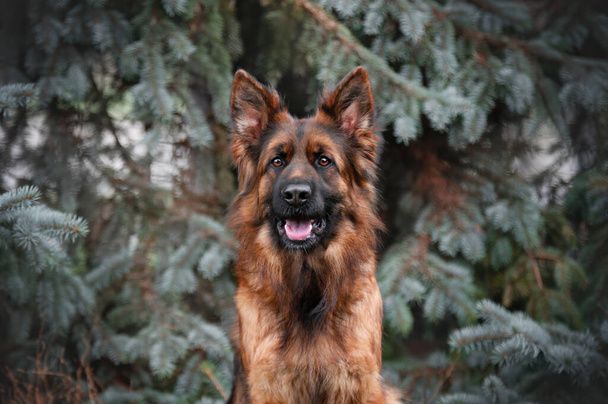 Γερμανικός Ποιμενικός Σκύλος σε εξωτερικούς χώρους . - Φωτογραφία, εικόνα