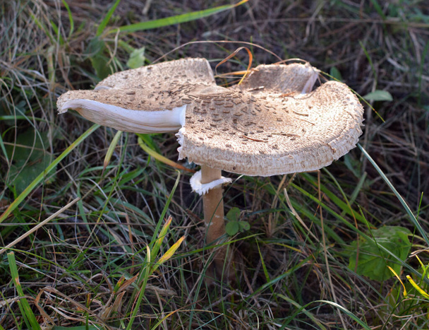 Зонтик грибной Macrolepiota procera растет в дикой природе леса - Фото, изображение