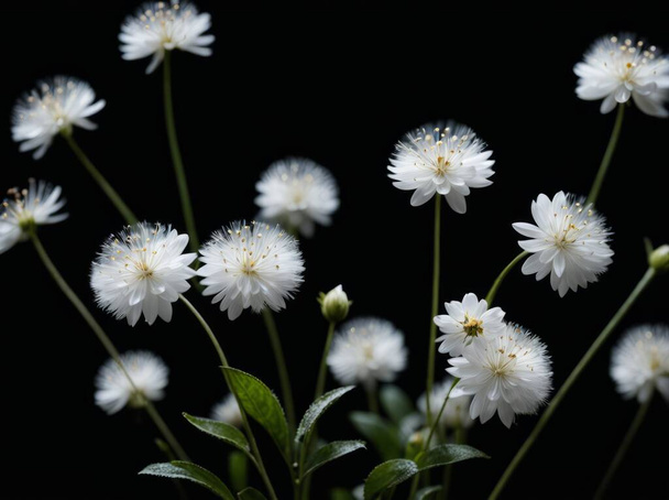 Много маленьких цветков с маленькими белыми лепестками на стебле на черном фоне. Много маленьких белых размытых пушистых пятен, летающих в воздухе - Фото, изображение