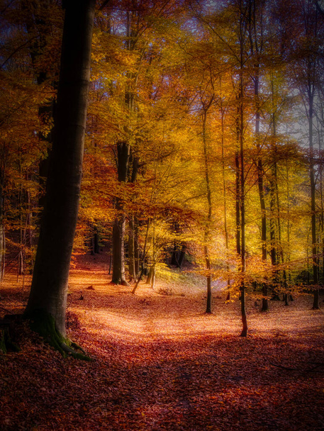 魔法の秋の森、カラフルな葉、葉、木の幹、秋の風景。東ヨーロッパ。黄色オレンジ. - 写真・画像