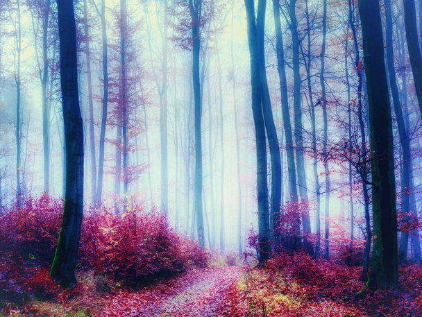 Magisch mistig bos, herfstblad, bladeren, mist, boomstammen, somber herfstlandschap. Oost-Europa.  - Foto, afbeelding