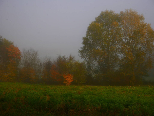 Zonnig mistig landschap tijdens de herfstdag, zonlicht, mist, groen. Mystieke ontspannende natuur. Tsjechië, Europa.  - Foto, afbeelding