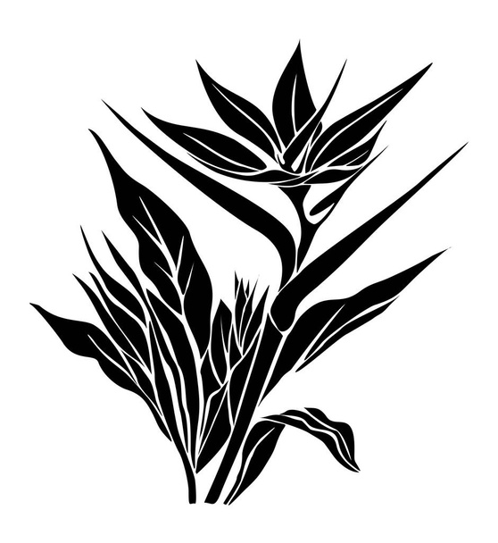 Silhouette of Strelitzia, Bird of Paradise flower. Tropic outline floral illustration. Exotic botanical black outline drawing. Vector monochrome design for logo, tattoo, wall art, packaging isolated. - Vector, Image