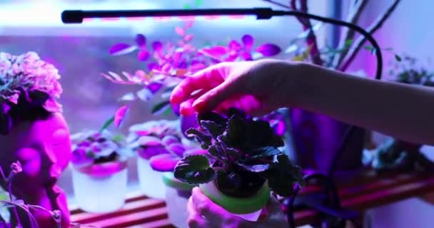 Lâmpada de Fito com luz roxa para plantas em crescimento - Filmagem, Vídeo
