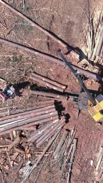 落ちた後でクレーン マニピュレーターによって切られた木のログによって荷を積まれるトラック - 映像、動画