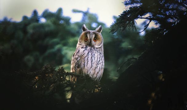 Eared Owl sitting on a tree and watching its prey, the best photo - Photo, Image