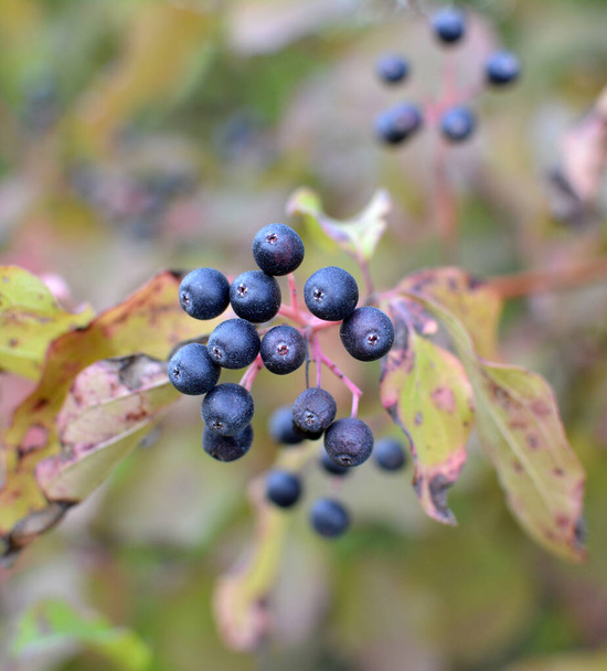Blaue und schwarze Beeren von cornus sanguinea reifen auf einem Zweig eines Busches. - Foto, Bild