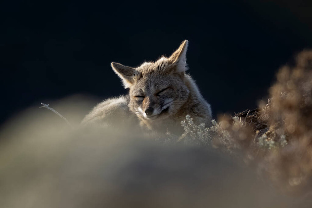 Patagonya Grey Fox, Pseudalopex Griseus, Torres del Paine Ulusal Parkı, Şili - Fotoğraf, Görsel