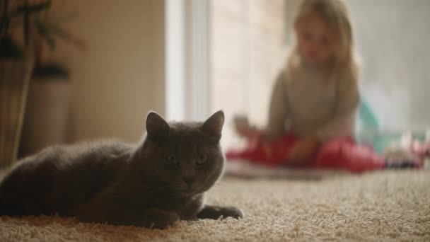 Крупным планом застывший серый кот смотрит в камеру, маленькая блондинка играет на заднем плане, днем, на выходных. Задумчивый ребенок, яркая гостиная, естественный дневной свет. Высококачественные 4k-кадры - Кадры, видео